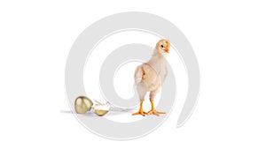 chick and golden egg in studio against a white background