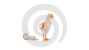 chick and golden egg in studio against a white background