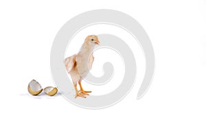 chick and golden egg in studio against a white background