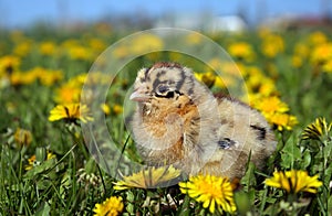 Chick in Grass in the spring