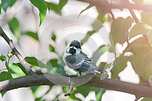 A chick of a Great tit has flown out of the nest and is sitting on a branch