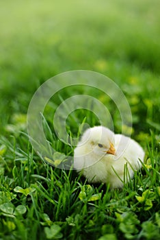 Chick in Green Grass