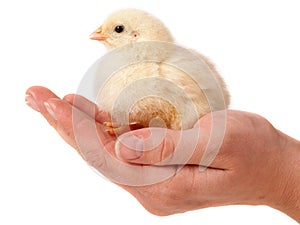 Chick on hand