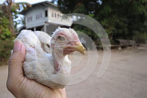 Chick on hand