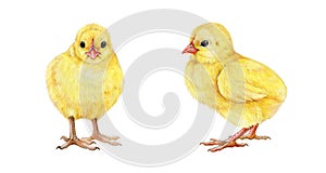 Chick hand drawn illustration set. Small yellow newborn baby chicken. Tiny fluffy chick front and side view set. White