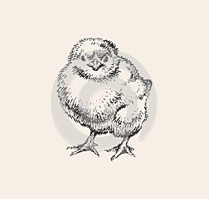 Chick Hand Drawn Sketch Vector illustration. Cute little chicken. Ink drawing. Farm. Poultry farming