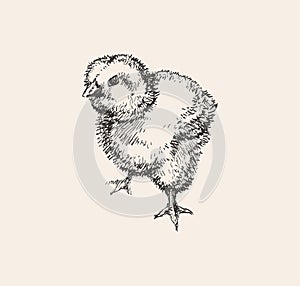 Chick Hand Drawn Sketch Vector illustration. Cute little chicken. Ink drawing. Farm. Poultry farming