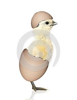 Chick hatching from egg