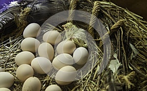 Chick hatching egg