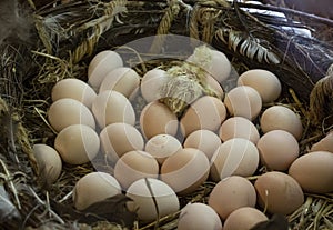 Chick hatching egg