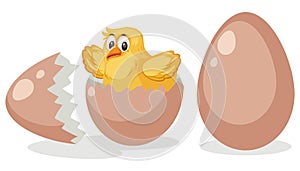 A chick hatching egg