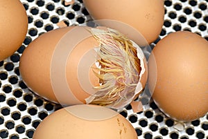 Chick hatching out of egg