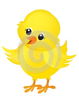 Chick illustration on white photo