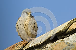 Chick of kestrel in the roof photo