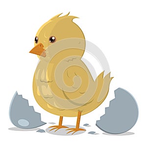 chick leaving cracked egg. Vector illustration decorative design