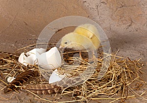 Chick leaving the eggshell photo