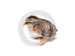 Chick. Little cute chick on white background (soft focus). Sleepy baby Chicken on white background