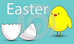 Chick looks at Easter eggshell