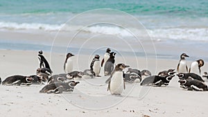 Chick of magellanic penguin standing in circle of lying adults on beautiful white beach of New Island, Falkland Islands.
