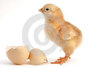 Chick new born