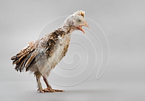 Chick photo