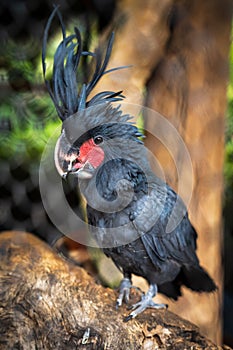 Chick of Palm cockatoo