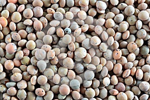 Chick Pea Particles