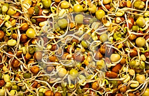 Chick Pea Sprouts