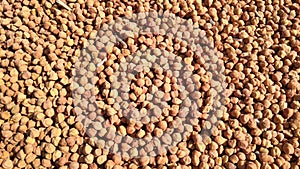 Chick peas seeds (vegetable)