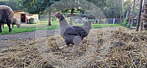 chick pecking in tha hay