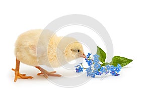 Chick pecks forget-me-not flowers