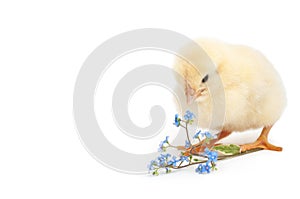 Chick pecks forget-me-not flowers