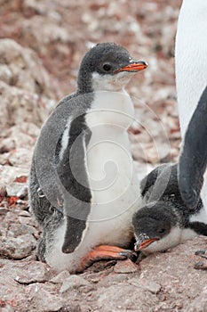 Chick penguin