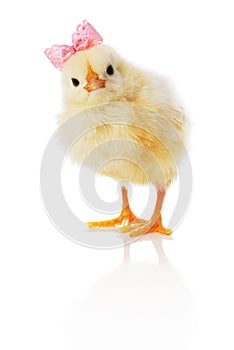 Chick with pink bow