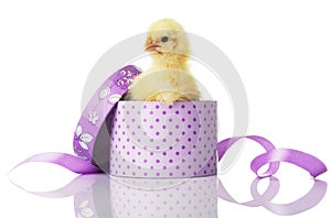 Chick with pink bow