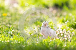 chick posing on grass in spring