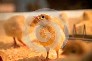 Chick - rearing photo