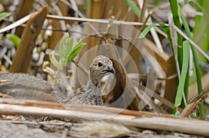 Chick of red-legged partridge.