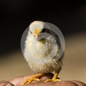 Chick`s young baby in the farmer`s hand