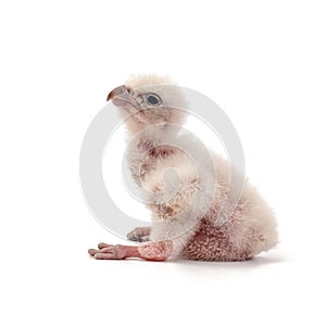 Chick Saker Falcon, Falco cherrug, isolated on white background