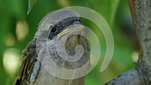 Chick Sitting on a Tree Branch in Green Forest. Muzzle of Nestling.