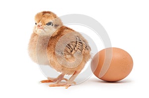 Chick standing near to egg