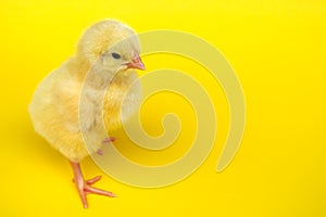 Chick in studio yellow background chicken hen baby animal