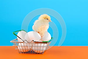 Chick and supermarket basket with eggs