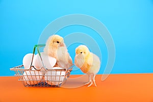 Chick and supermarket basket with eggs