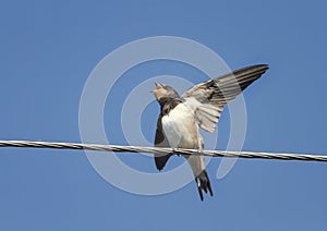 chick swallows sitting with open beak and flapping it`s funny on the wires