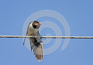 Chick swallows sitting with open beak and flapping it`s funny on the wires