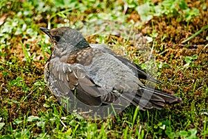 Chick thrush sitting in grass is close