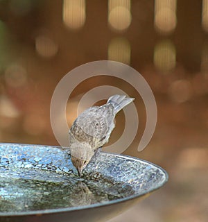 Chick Towhee reflects