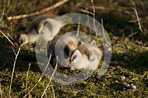 Chick of Upland Goose